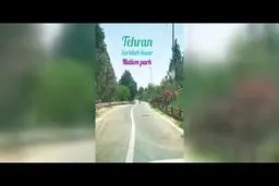 عبور گله آهوان از میان مسیر مرکز واکسیناسیون تهران