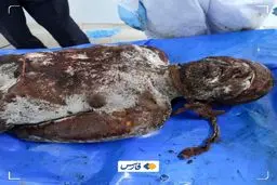 عکس وحشتناک از پیکر شهدا