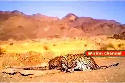لحظه دیده شدن و آب خوردن پلنگ ماده و توله‌اش در توران