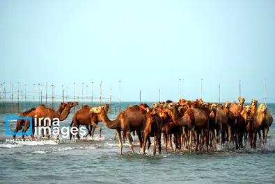 حمام شتر