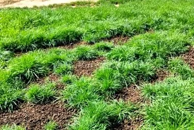 ورزشگاه تختی