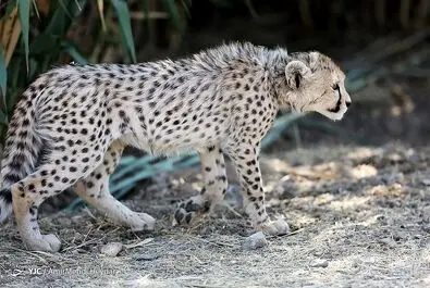 پیروز