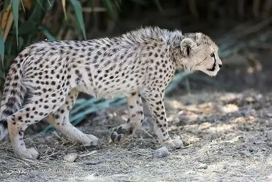 پیروز