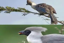 این پرنده عجیب ترین اسم دنیا را دارد