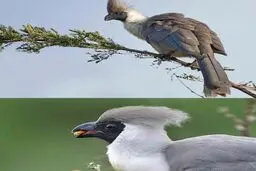 این پرنده عجیب ترین اسم دنیا را دارد