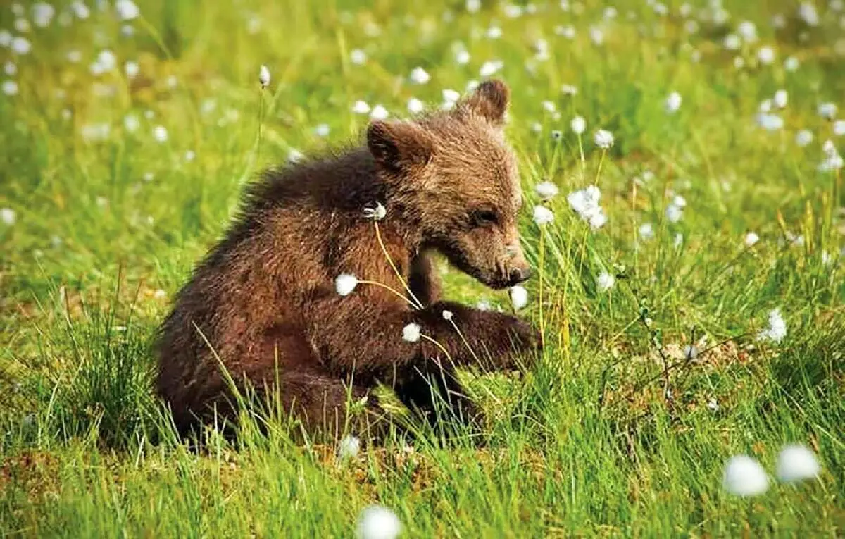 گمشده اصلی مدیریت در حفاظت از حیات وحش است نه توله خرس