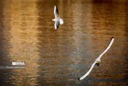 تصاویر در اتفاقی جدید مهمانان زیبا در تهران