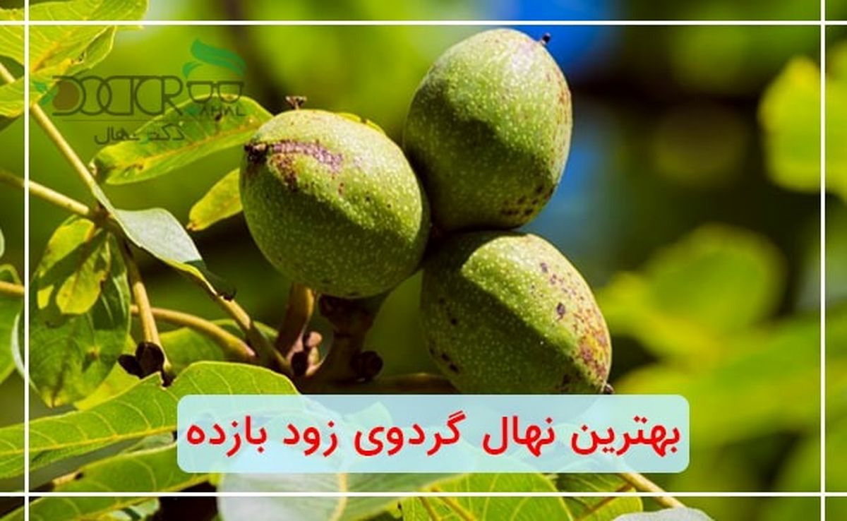 بهترین نهال گردو زود بازده چه رقمی می باشد