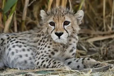 پیروز