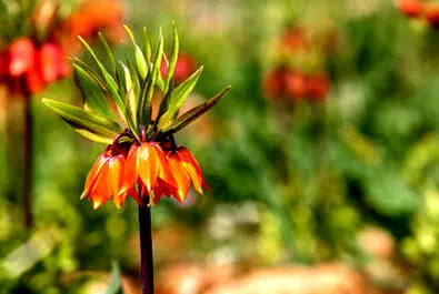 لاله‌های واژگون