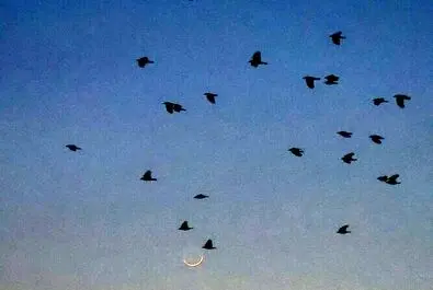 استهلال