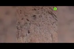 دندان‌های کشف شده خفاش خون‌آشام 100 هزارساله