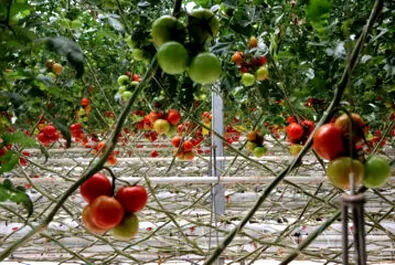 گلخانه شیشه‌ایی