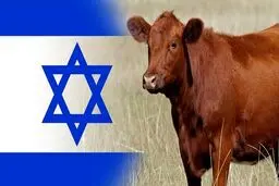  ماجرای گاو سرخ یهود و تخریب مسجد الاقصی چیست؟