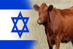  ماجرای گاو سرخ یهود و تخریب مسجد الاقصی چیست؟