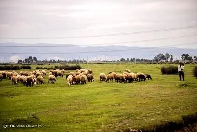 میانکاله