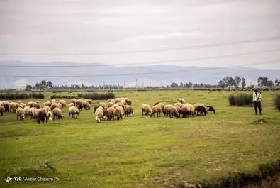 میانکاله