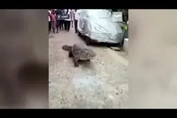  پیاده‌روی کروکودیل غول پیکر وسط خیابان!
