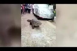  پیاده‌روی کروکودیل غول پیکر وسط خیابان!
