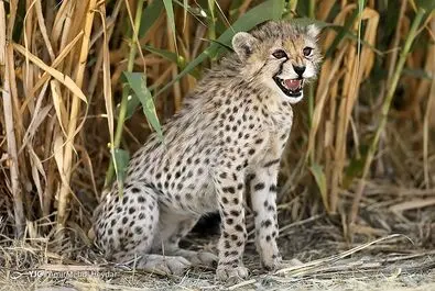 پیروز