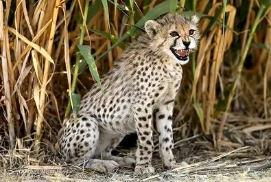پیروز
