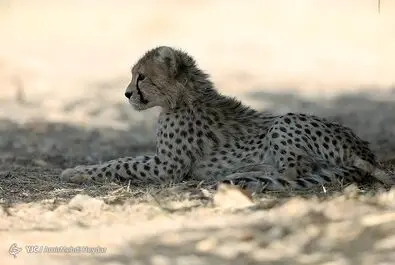 پیروز
