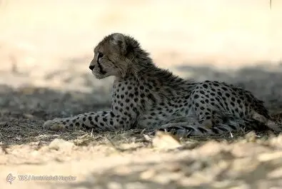 پیروز