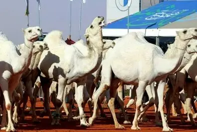 شترسواری