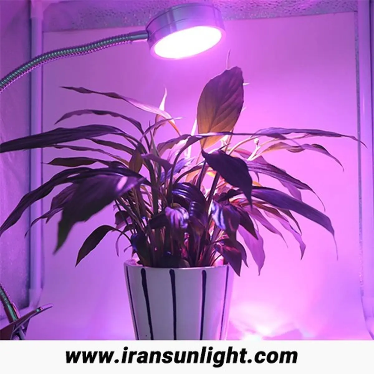 راهنمای خرید لامپ رشد گیاه 