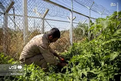 روز سرباز