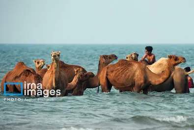 حمام شتر