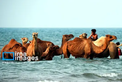 حمام شتر