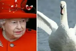 همه این پرنده های زیبا در انگلیس دارایی های ملکه هستند