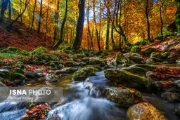  آتش‌سوزی در کمین جنگل‌های مازندران