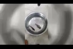 فیلم یک آزمایش عجیب:ماهی منجمد زنده شد