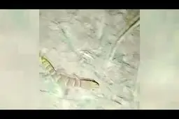 کوتوله هلن بی‌آزارترین جانور ایران را ببینید