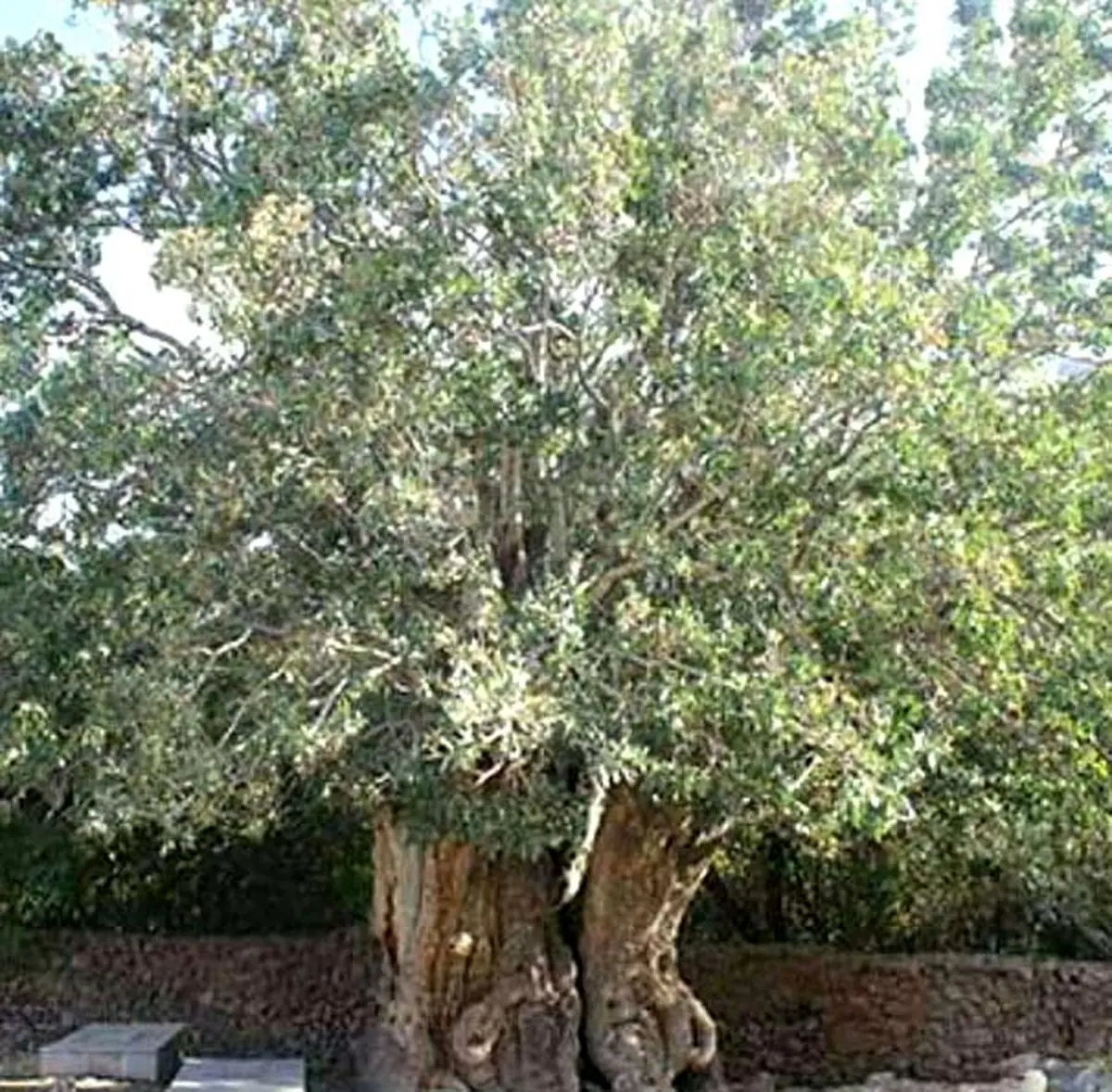 کهنسال ‌ترین درخت پسته جهان؛عمر 1500 سال