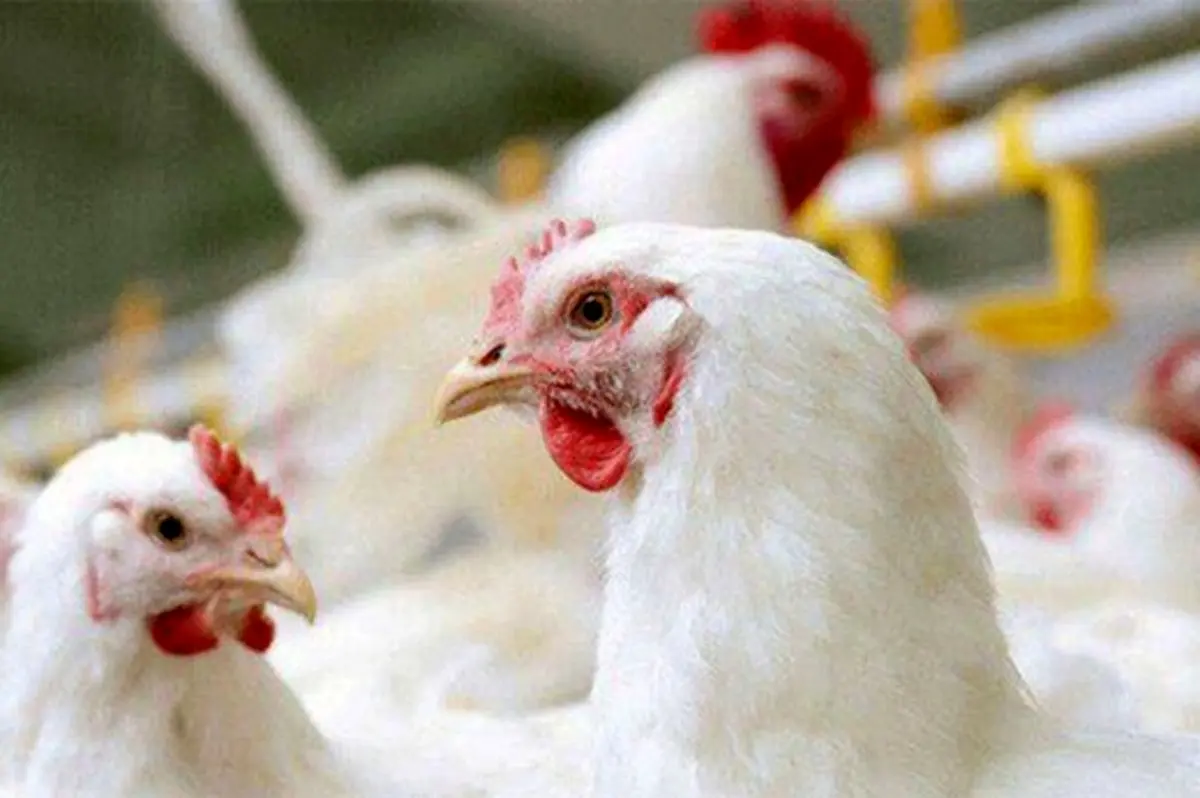 فاجعه مرغ هشتاد هزارتومانی|فیلم نماینده مجلس