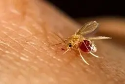 جزئیات شیوع بیماری سالک در ‌۱۱ شهرستان اصفهان