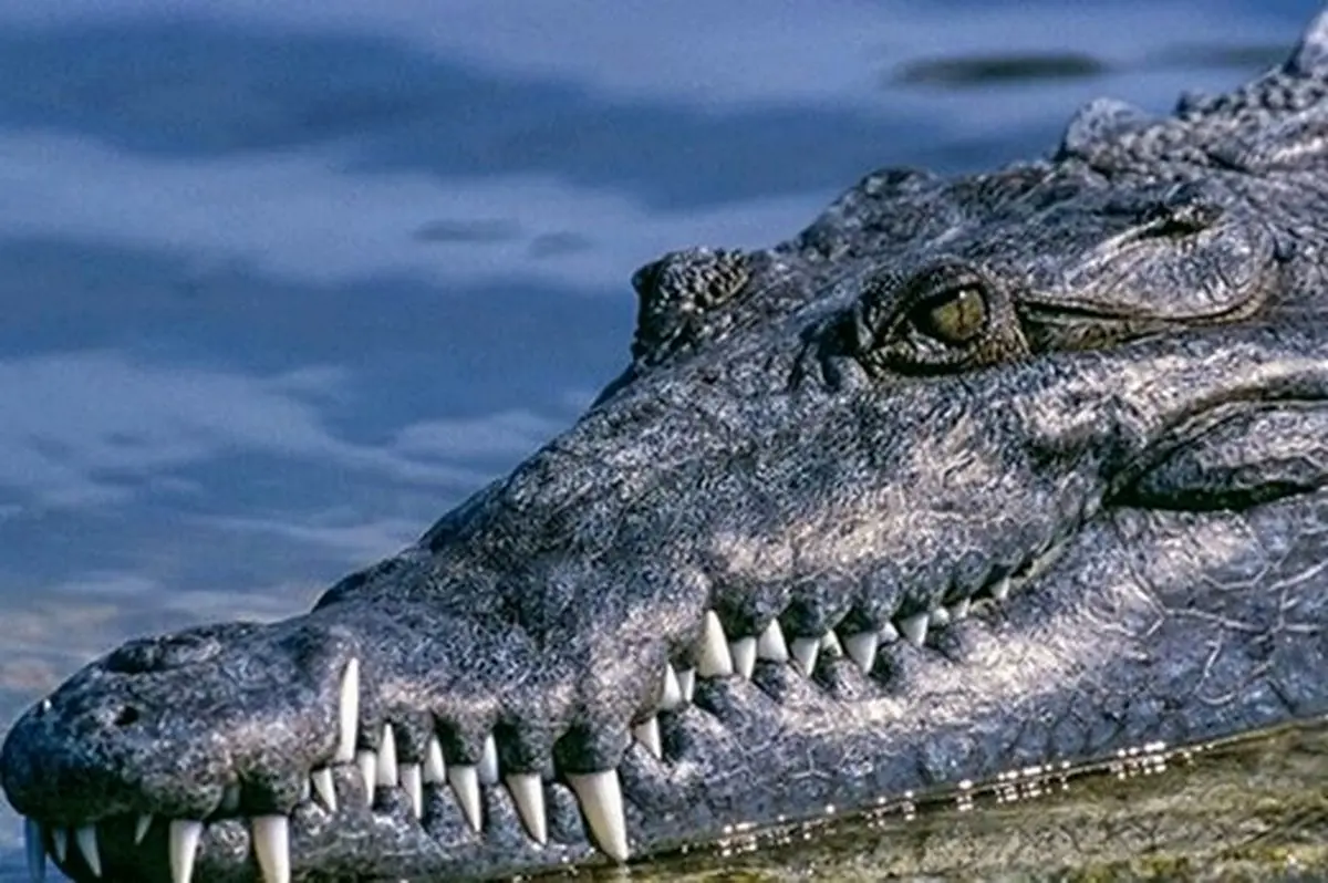 ببینید انسان در ترسناک‌ترین آکرواریوم  کروکودیل 