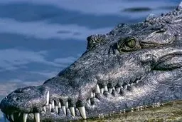 ببینید انسان در ترسناک‌ترین آکرواریوم  کروکودیل 