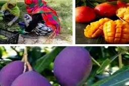 گرانترین میوه جهان کیلویی 3650 دلار