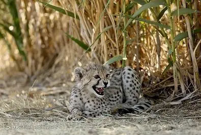 پیروز