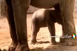 اولین فیل ایران متولد شد+فیلم دیدنی از باغ وحش 