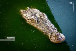 تصاویر پرورش گاندو در چابهار