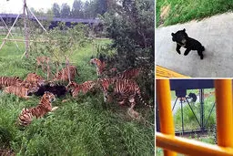 وقتی شکارچی شکار شود + تصاویر