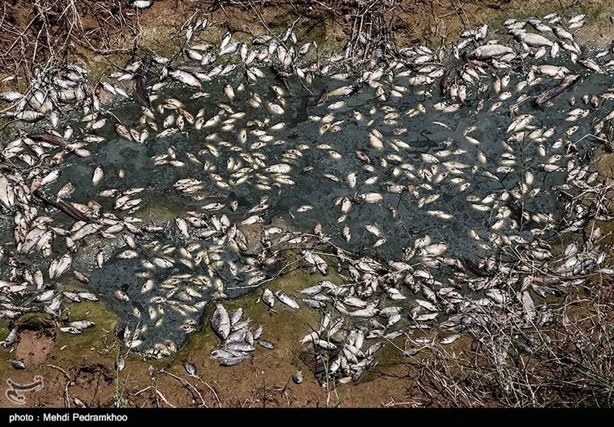 عکس/ تلف شدن هزاران ماهی در مناطق سیل زده خوزستان