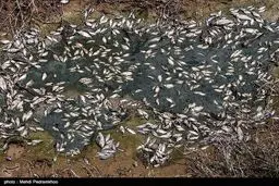 عکس/ تلف شدن هزاران ماهی در مناطق سیل زده خوزستان