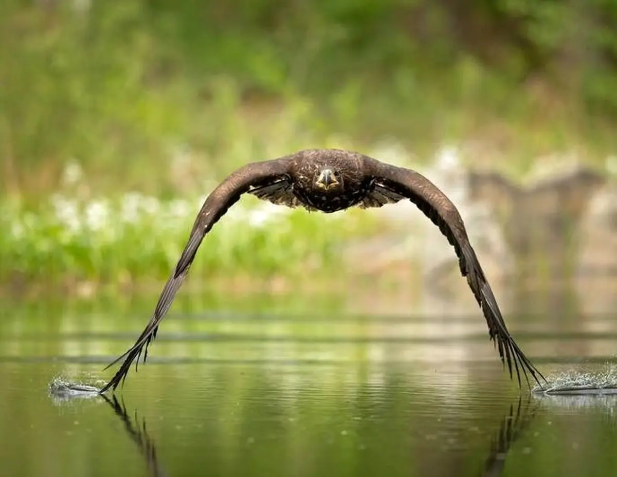 عکس فوق العاده زیبا از پرواز زیبای عقاب