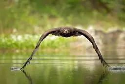 عکس فوق العاده زیبا از پرواز زیبای عقاب